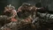 Gears Of War Colletion Трилогия Gears Of War 1 + Gears Of War 2 + Gears Of War 3 на xbox